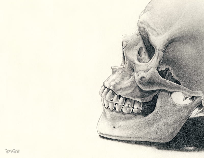 Layered Skull Stencil Reusable Skull Drawing Stencil - Temu