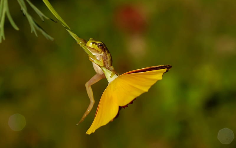 Frog, green, close-up, macro, flower, yellow, animal, HD wallpaper