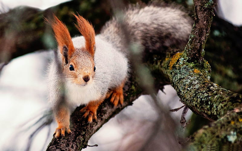 nimble squirrel-Animal World, HD wallpaper