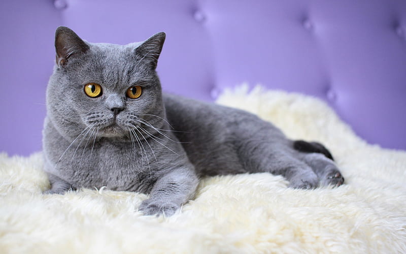 British Shorthair, gray cat, domestic cat, close-up, pets, cats, cute animals, British Shorthair Cat, HD wallpaper