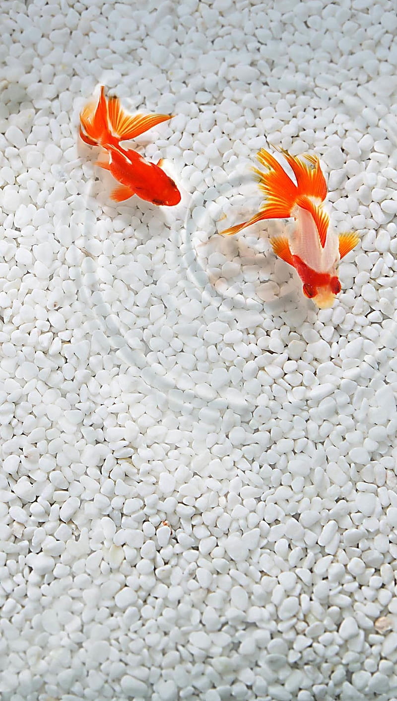 Gold fish, nice, orange, ryu, water, HD phone wallpaper