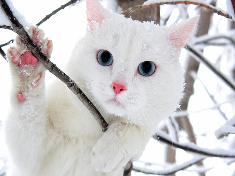 white cat with ice blue eyes