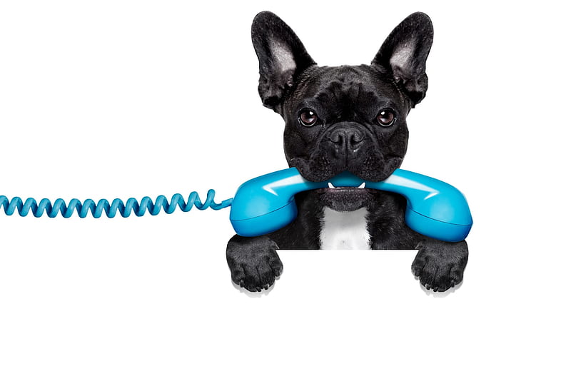 You have a call, caine, black, animal, cute, phone, funny, white, puppy, dog, blue, HD wallpaper