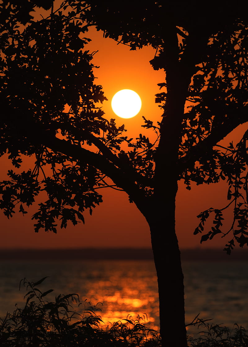 sunset, trees, branches, water, glare, HD phone wallpaper