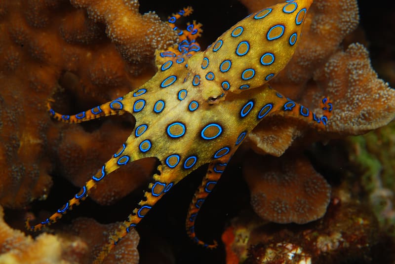 Blue-Ringed Octopus, animal, blue, ringed, yellow, caracatita, nature, octopus, water, HD wallpaper