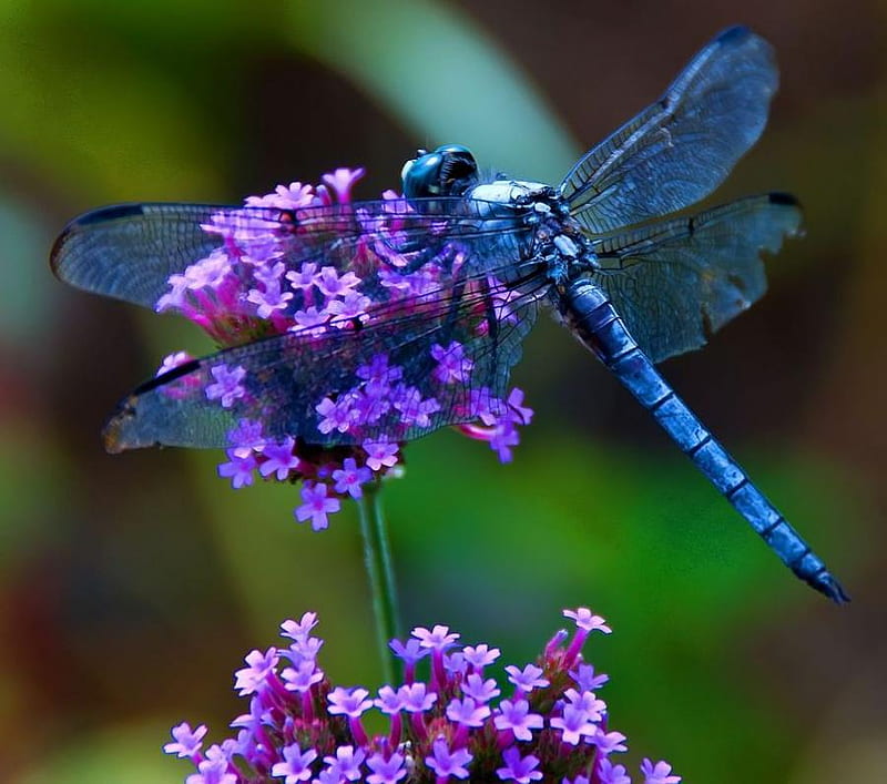 Dragonfly, purple, flower, insect, wing, HD wallpaper