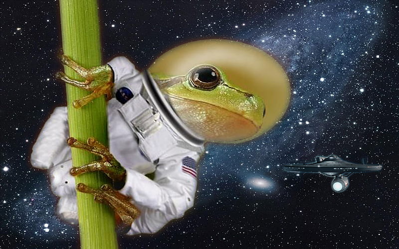 Frog Astronaut, cheeky, frog, cool, astronaut, HD wallpaper
