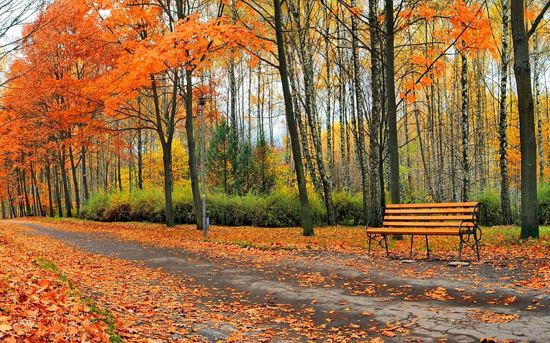 Autumn In Park, Park, Orange, Bench, Autumn, Trees, HD wallpaper | Peakpx