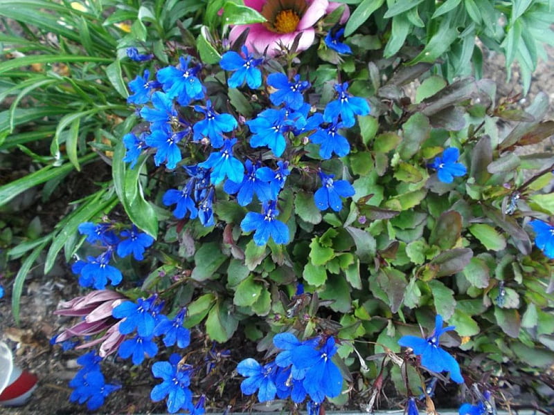 LOBELIA FLOWERS IN MY GARDEN, BLUE, LOBELIA FLOWERS, HD wallpaper