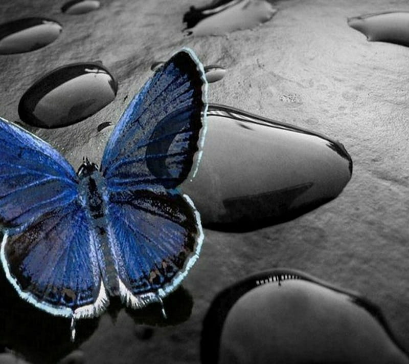 Blue Butterfly, abstract, animal, drop, new, nice, water, wings, HD wallpaper