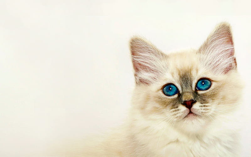 Ragdoll, close-up, denectic cat, kitten, cute animals, blue eyes, small Ragdoll, cats, pets, Ragdoll Cats, HD wallpaper