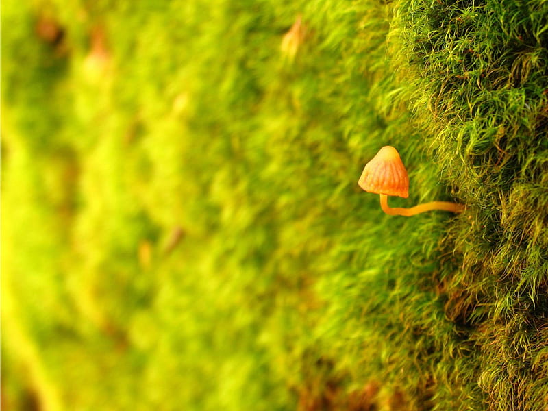 little sprout-Macro graphy, HD wallpaper