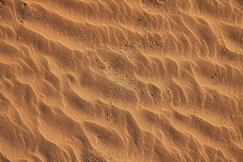 footprints, beach, sand, desert, HD wallpaper