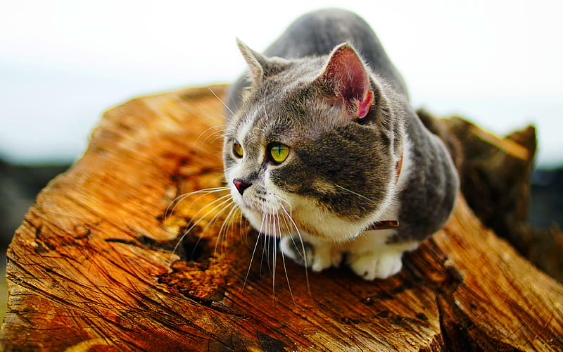 British Shorthair, boekh, domestic cat, gray cat, pets, cats, cute animals, British Shorthair Cat, HD wallpaper