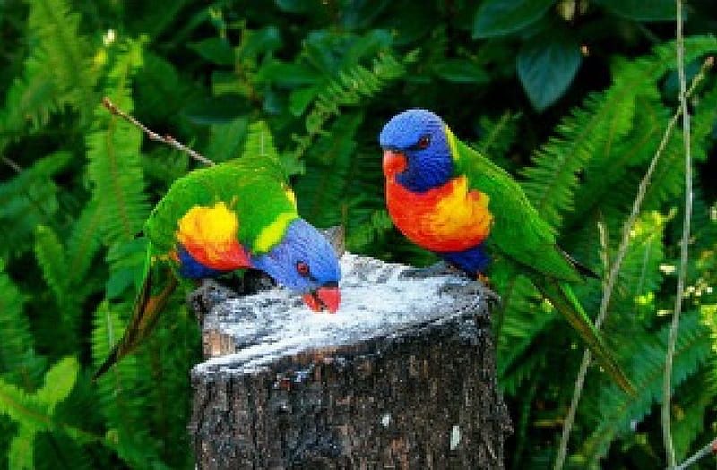 Rainbow lorikeet, pretty, colorful, lopikeet, exotic, lovely, birds, bonito, rainbow, trees, cute, summer, jungle, nature, nmice, friends, wood, HD wallpaper