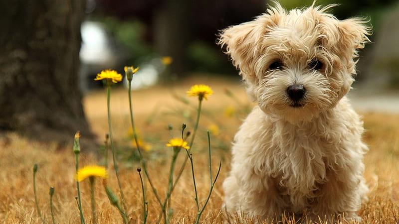 Dandelion Fun!, doggie, havanese, dandilion, cute, tree, grasses, field, silky, HD wallpaper