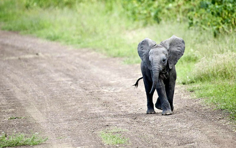 elephant, road, wildlife, baby elephant, cub, small elephant, HD wallpaper