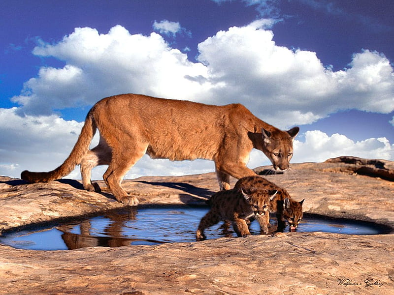 found treasure, water pool, cubs, nature, mountain lion, HD wallpaper