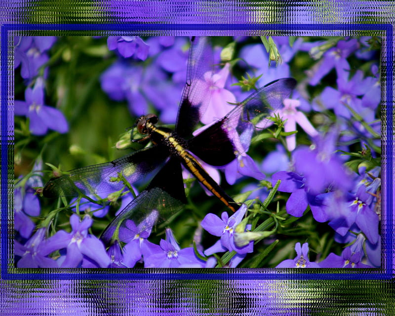Dragonfly, graph, shopped, bugs, abstract, fly, summer, flower, insect, HD wallpaper