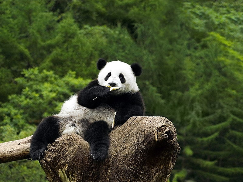Funny panda, forest, rock, china, bear, bamboo, animal, panda, tree,  wildlife, HD wallpaper | Peakpx