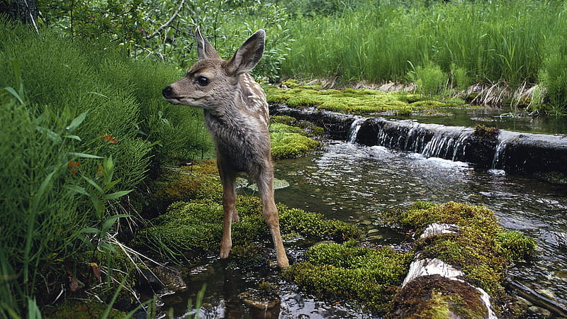 young deer, stream, forest, grass, deer, HD wallpaper