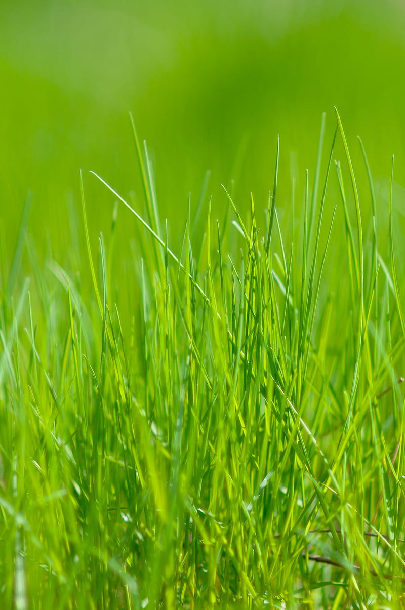 grass, green, macro, meadow, HD phone wallpaper