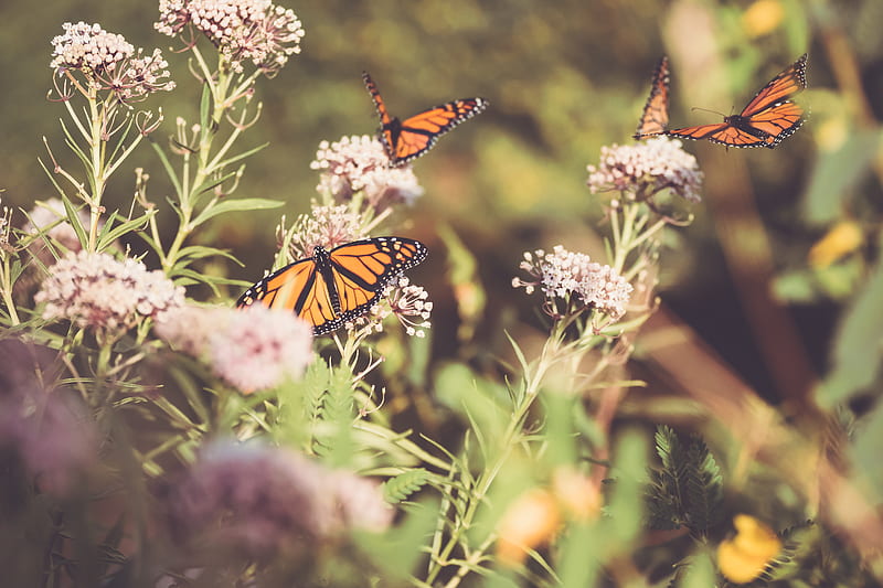 monarch, butterfly, cumin, flowers, plant, macro, HD wallpaper