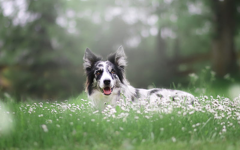 border collie, white dog, spotted dog, green grass, pets, dogs, HD wallpaper