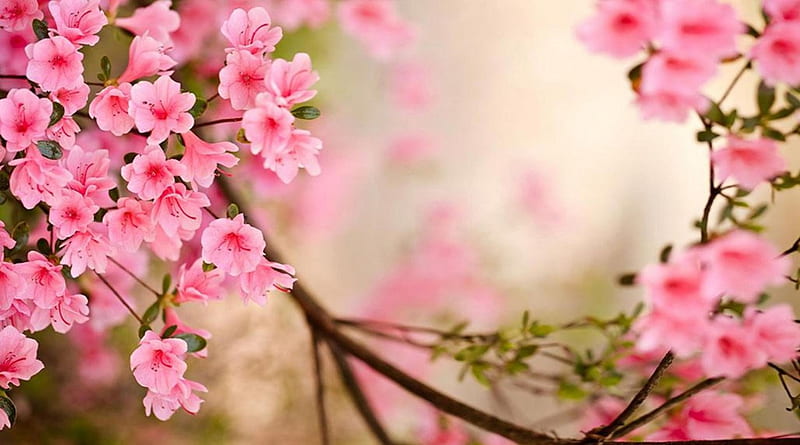 Beautiful Sakura Blossoms, beautfiful, colors of nature, colorful, love affection, japan, splendor, flowers, lovely flowers, pink, amazing, sakura, romantic, fun, park, pink color, forces of nature, trees, plants, flower, nature, branches, HD wallpaper