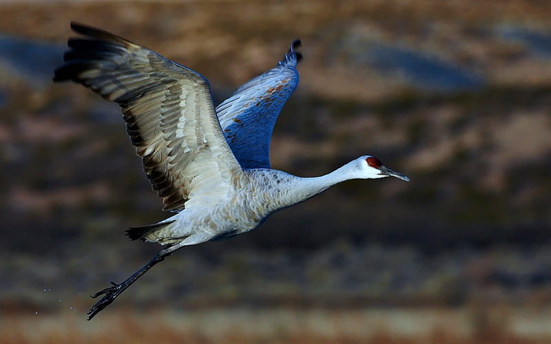 Sandhill Crane, Crane, Sandhill, Flying, Birds, HD wallpaper