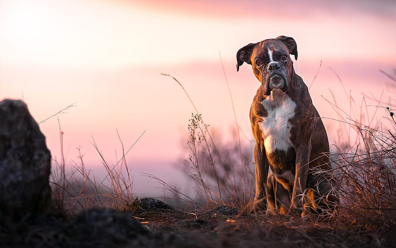 Boxer Dog, sunset, pets, cute animals, lawn, dogs, Boxer, HD wallpaper