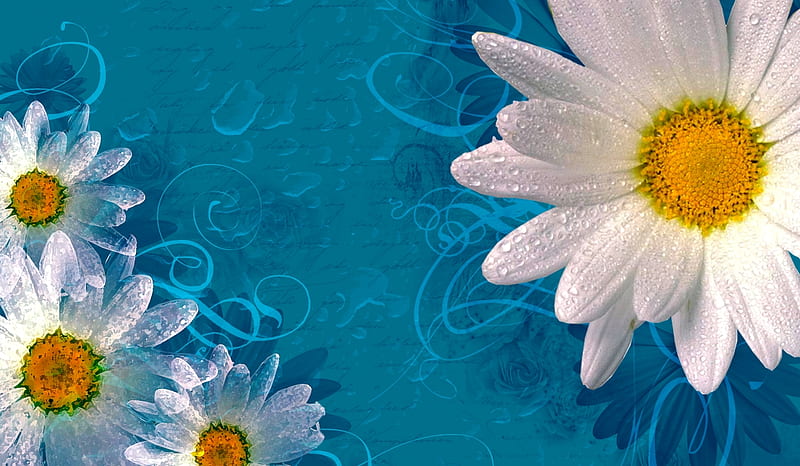 DELICATE DAISY, daisies, art, water, background, desenho, drops, white, blue, HD wallpaper