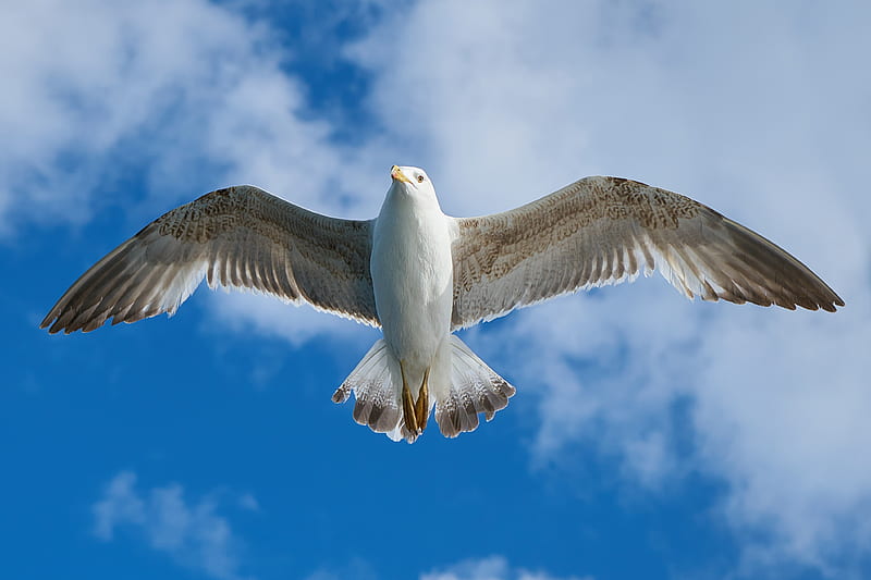 White Seagull, seagull, birds, seagulls, white, HD wallpaper