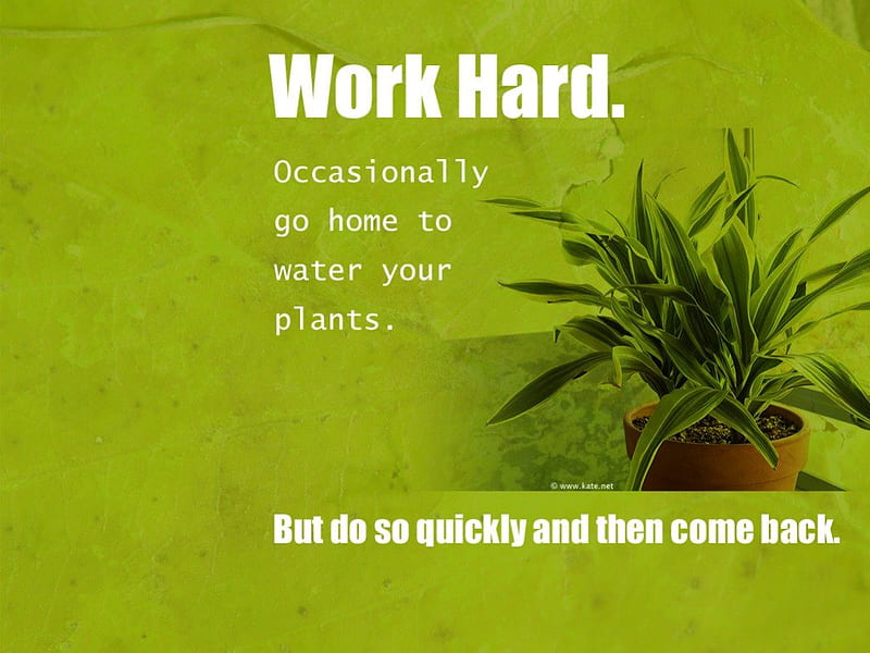 NEXUS SYNDROME, potplants, green, quotes, plants, computer, work, decor, HD wallpaper
