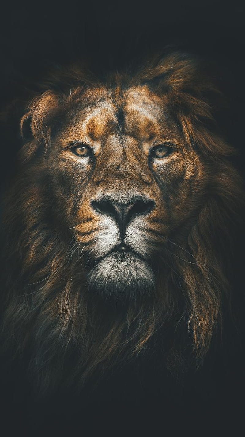 Leon, king, lion, lions, HD phone wallpaper