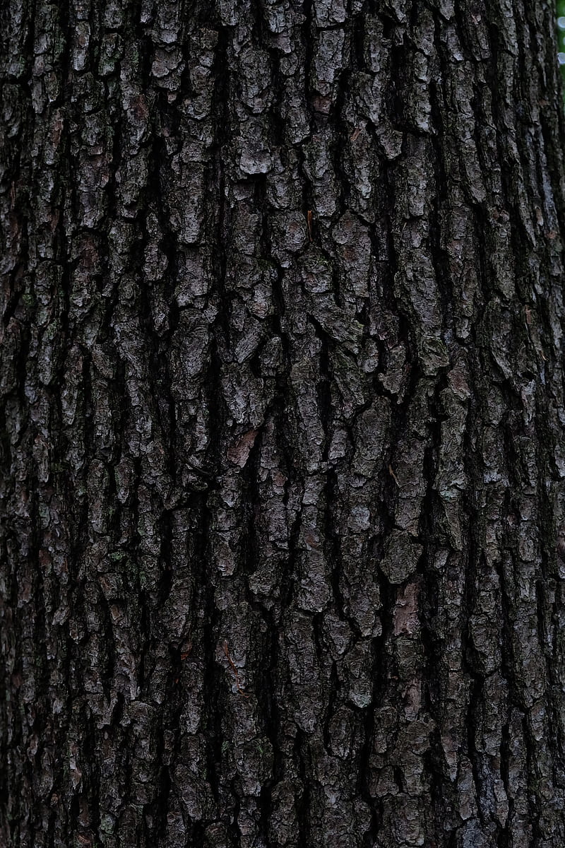 bark, tree, texture, relief, HD phone wallpaper
