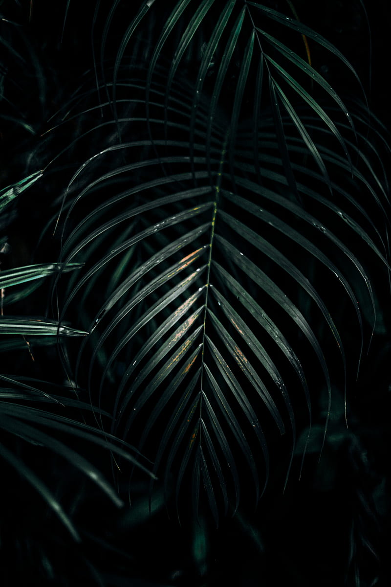 Green-leafed plant, HD phone wallpaper | Peakpx