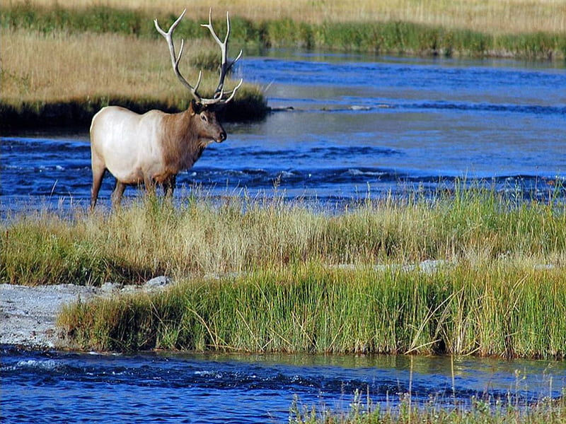 Bull Elk, yellowstone national park, river, grass, HD wallpaper