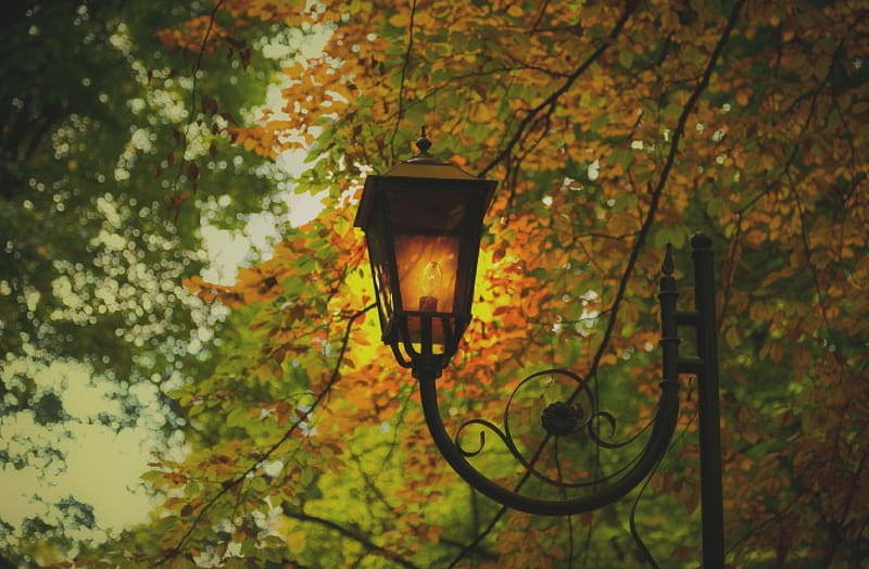 Lantern In Autumn Park, autumn, lamp, leaves, lantern, park, trees, HD ...