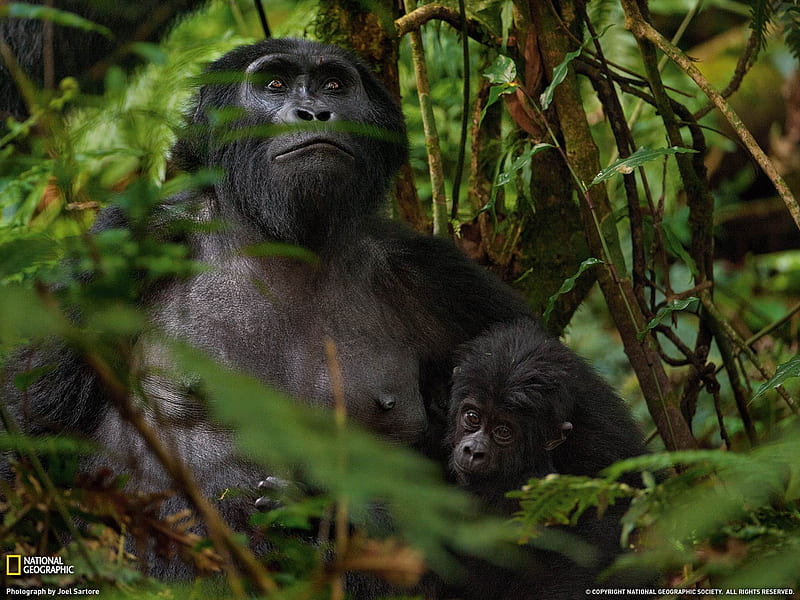 Mountain Gorillas Africa-National Geographic, HD wallpaper