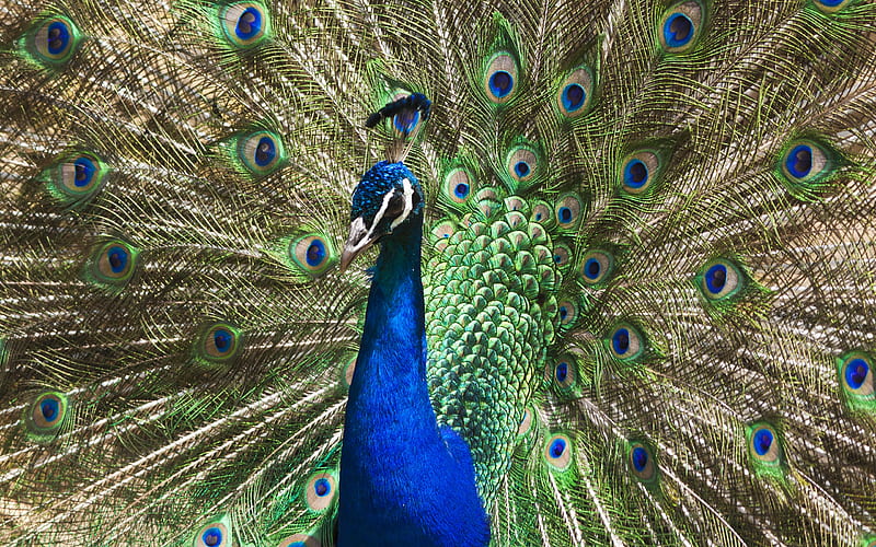San Francisco Show-Off, plumage, peacock, birds, bonito, magnificent, animals, HD wallpaper