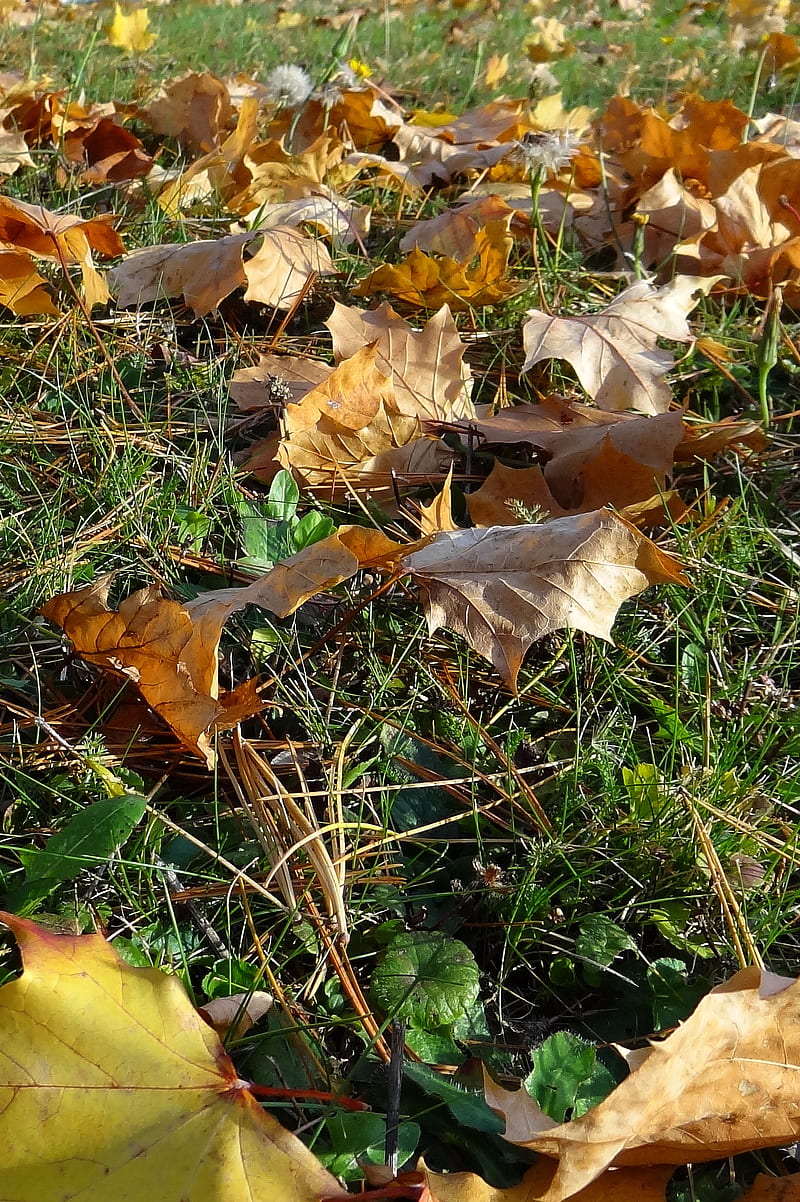 Autumn Leafes, autumn, grass home screen, leafes, new, nice, HD phone wallpaper