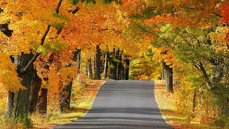 Autumn Road, forest, autumn, grass, colors, trees, leaves, daylight ...