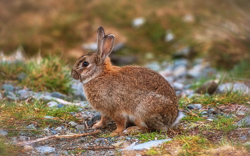 hare, forest, field, wildlife, stones, cute animals, brown hare, HD wallpaper