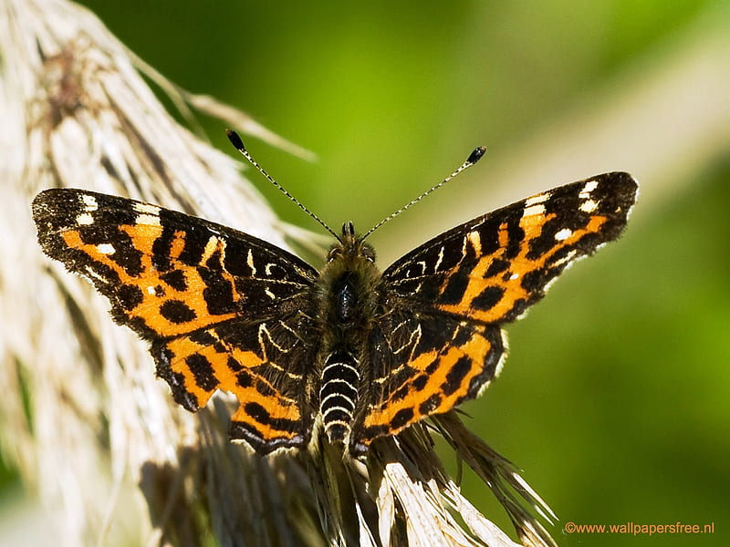 Butterfly for my dear friend Cherie ( Monarch ), nature, friend, gift, bytterfly, HD wallpaper