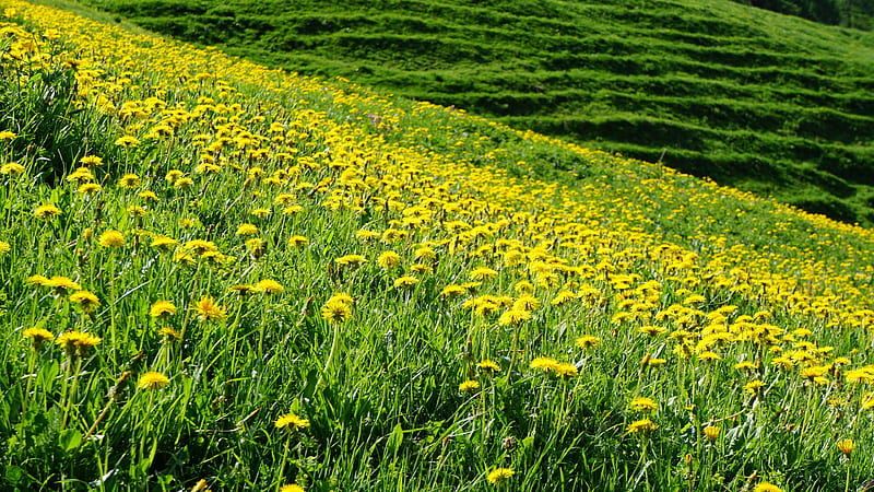 Yellow Dandelions Slope Flowers Field Green Grass Flowers, HD wallpaper