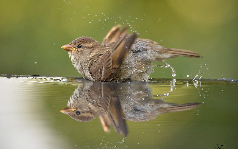 Sparrow, cute, water, bird, pasare, summer, bath, HD wallpaper