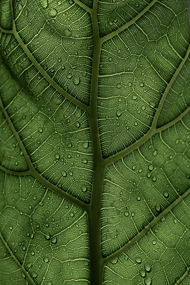leaf, macro, veins, drops, green, HD phone wallpaper