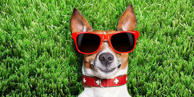 Relaxing, red, grass, caine, sunglasses, green, jack russell terrier, summer, funny, dog, HD wallpaper