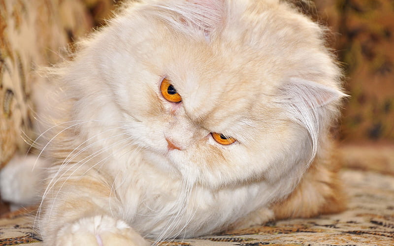 Persian Cat, angry cat, close-up, fluffy cat, cats, funny cat, domestic cats, pets, Persian, HD wallpaper
